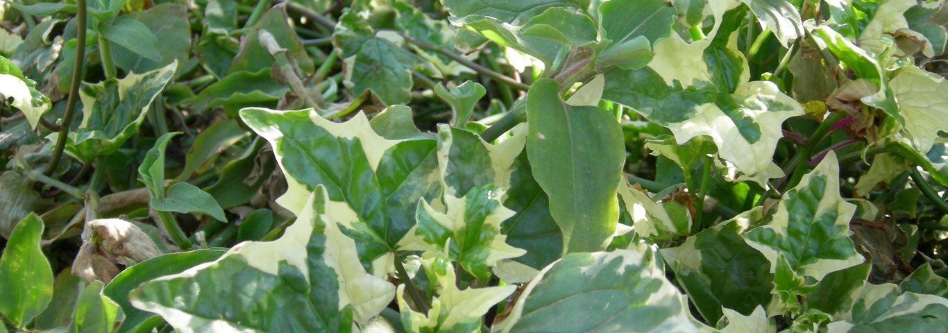 Senecio tamoides Variegated